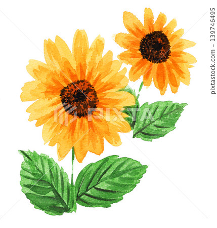 Sunflower painted in watercolor 26518bl7 Sunflower painted in watercolor 26518bl7 139746495
