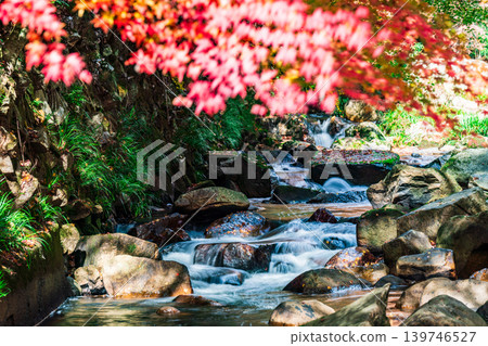 Gokei Gorge: Late Autumn Sunlight, Autumn Leaves, and Stream 19, Soja City, Okayama Prefecture Gokei Gorge: Late Autumn Sunlight, Autumn Leaves, and Stream 19, Soja City, Okayama Prefecture 139746527
