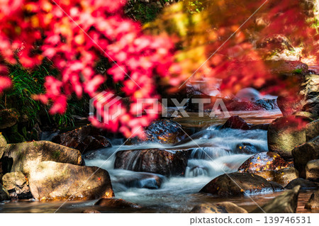Gokei Gorge: Late Autumn Sunshine, Autumn Leaves, and Stream 15, Soja City, Okayama Prefecture Gokei Gorge: Late Autumn Sunshine, Autumn Leaves, and Stream 15, Soja City, Okayama Prefecture 139746531