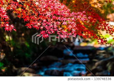 Gokei Gorge: Late Autumn Sunshine, Autumn Leaves, and Stream (10) - Soja City, Okayama Prefecture Gokei Gorge: Late Autumn Sunshine, Autumn Leaves, and Stream (10) - Soja City, Okayama Prefecture 139746536