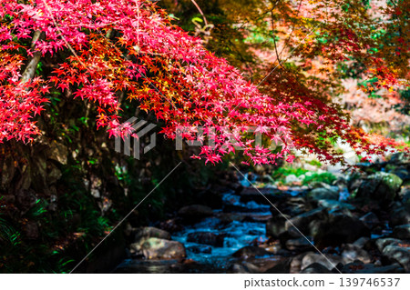 Gokei Gorge: Late Autumn Sunlight, Autumn Leaves, and Stream 9, Soja City, Okayama Prefecture 139746537