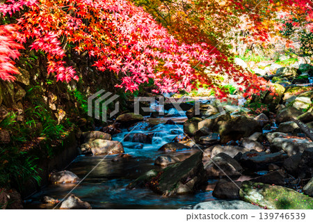 Gokei Gorge: Late Autumn Sunshine, Autumn Leaves, and Stream (7) - Soja City, Okayama Prefecture Gokei Gorge: Late Autumn Sunshine, Autumn Leaves, and Stream (7) - Soja City, Okayama Prefecture 139746539