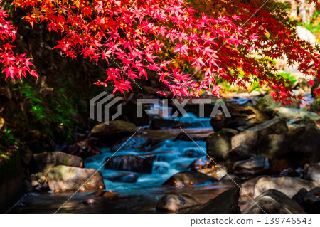 豪溪峽谷:晚秋陽光、紅葉與溪流 3,岡山縣總社市 豪溪峽谷:晚秋陽光、紅葉與溪流 3,岡山縣總社市 139746543