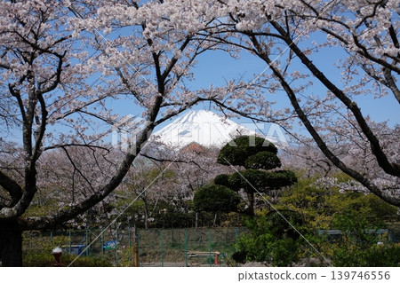 Sakura and Mt. Fuji 139746556