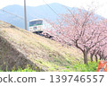 Cherry blossoms and trains 139746557