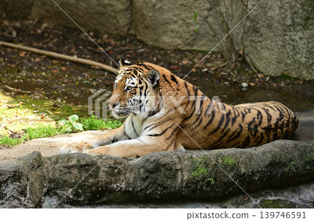 A Bengal tiger relaxing on a rocky outcrop. A Bengal tiger relaxing on a rocky outcrop. 139746591