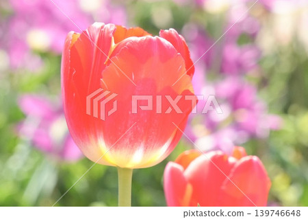 Adorable red tulips - a spring scene Adorable red tulips - a spring scene 139746648