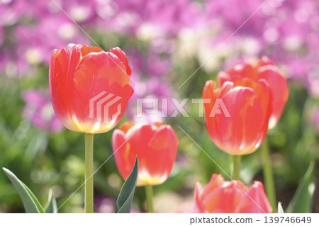 Adorable red tulips - a spring scene Adorable red tulips - a spring scene 139746649