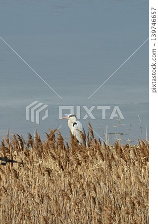 Japan's first artificial tidal flat. Birdwatching and cruise ship watching from Osaka South Port Bird Sanctuary and Bird Sanctuary Waterfront Green Space. 139746657