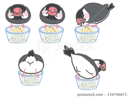 A set of illustrations of a Java sparrow eating. 139746671