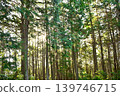 Crown forest in early summer 139746715
