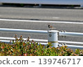 A sparrow perched on a pole 139746717