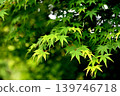 Blue maple 139746718