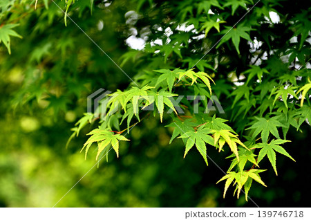 Blue maple Blue maple 139746718