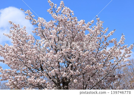 Cherry blossoms in full bloom shining in the blue sky Cherry blossoms in full bloom shining in the blue sky 139746778