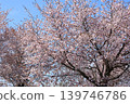 Cherry blossoms in full bloom shining in the blue sky 139746786