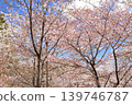 Cherry blossoms in full bloom and blue sky 139746787