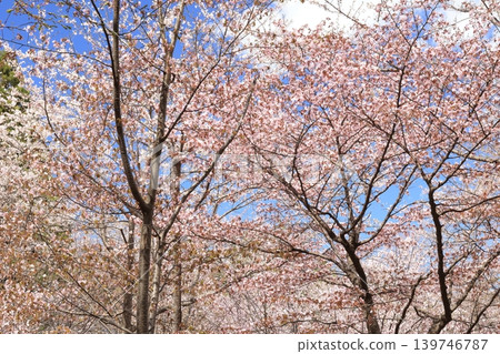 Cherry blossoms in full bloom and blue sky Cherry blossoms in full bloom and blue sky 139746787