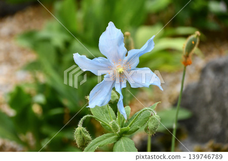 喜馬拉雅藍罌粟(Meconopsis betonicifolia 'Himalayan Blue Poppy') 喜馬拉雅藍罌粟(Meconopsis betonicifolia 'Himalayan Blue Poppy') 139746789