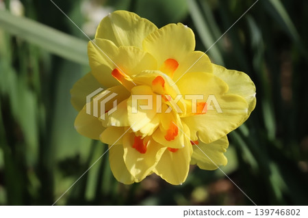 重瓣水仙花「塔希提」在春天的花園裡盛開,黃色的花瓣上帶有橘色的斑紋。 重瓣水仙花「塔希提」在春天的花園裡盛開,黃色的花瓣上帶有橘色的斑紋。 139746802