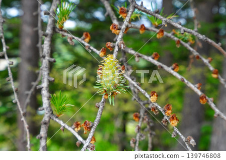 落葉松綠色的松果(它打開了嗎?) 落葉松綠色的松果(它打開了嗎?) 139746808