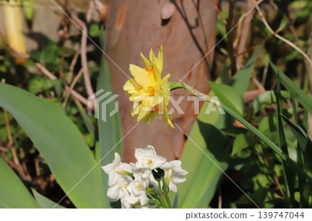 Yellow double-flowered daffodils and white cluster daffodils blooming in the spring garden. Yellow double-flowered daffodils and white cluster daffodils blooming in the spring garden. 139747044