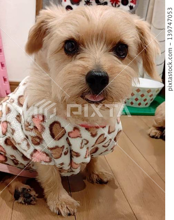 A cute little dog sitting still and staring A cute little dog sitting still and staring 139747053