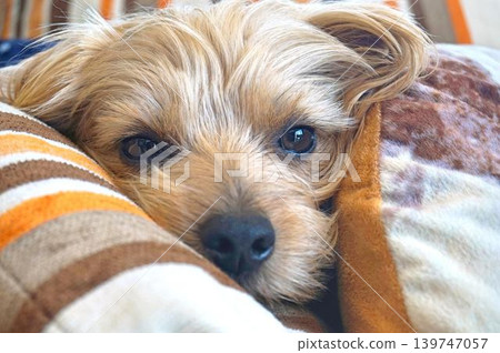 small dog looking up small dog looking up 139747057