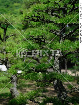 松樹（日本黑松） 139747079