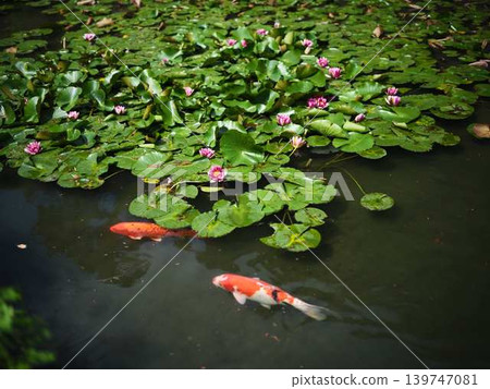 《Kagawa Prefecture》 Ritsurin Garden / Carp 《Kagawa Prefecture》 Ritsurin Garden / Carp 139747081