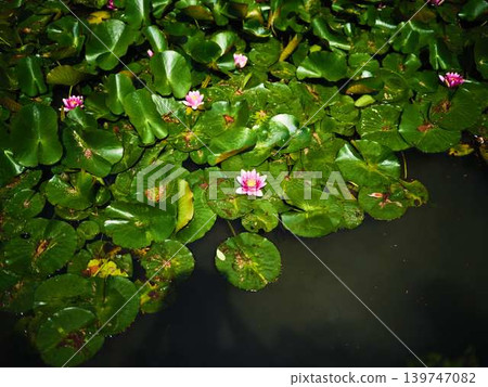 Water lily Water lily 139747082