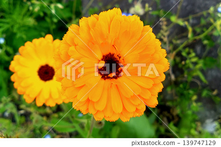 萬壽菊閃耀著鮮豔的橙色光芒。 139747129