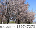 Scenery with cherry blossoms 139747273