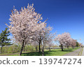 Cherry blossoms in full bloom shining in the blue sky 139747274