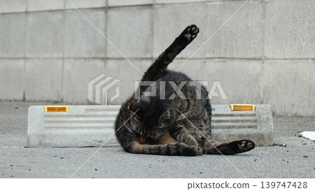 Cute stray cat Cute stray cat 139747428