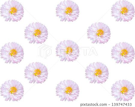 Pink China aster Callistephus chinensis seamless floral pattern isolated on transparent background Pink China aster Callistephus chinensis seamless floral pattern isolated on transparent background 139747433