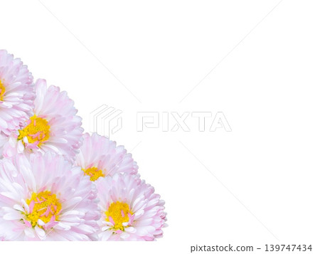 Pink China aster Callistephus chinensis flowers isolated on transparent background with copy space Pink China aster Callistephus chinensis flowers isolated on transparent background with copy space 139747434