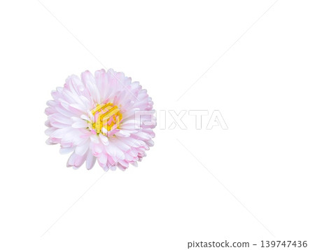 Pink China aster Callistephus chinensis flower isolated on transparent background with botanical detail Pink China aster Callistephus chinensis flower isolated on transparent background with botanical detail 139747436