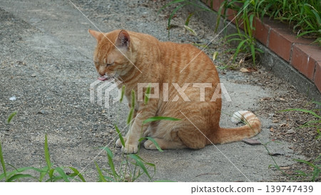 Cute stray cat Cute stray cat 139747439