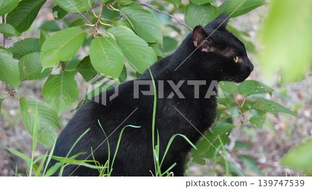 Cute stray cat Cute stray cat 139747539