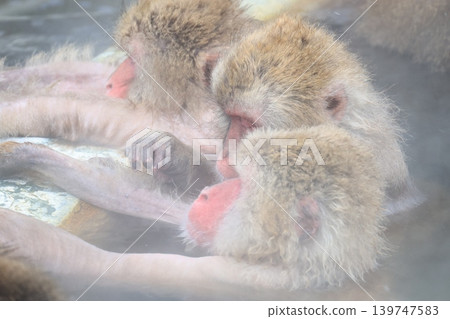 Close-up of a monkey soaking in a hot spring Close-up of a monkey soaking in a hot spring 139747583