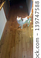 A brown and white cat basking in the sun in the hallway of a Japanese house. 139747588