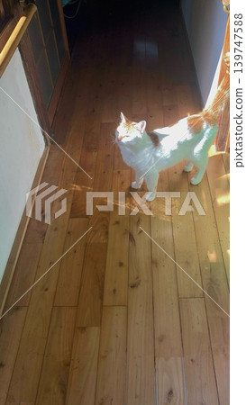 A brown and white cat basking in the sun in the hallway of a Japanese house. A brown and white cat basking in the sun in the hallway of a Japanese house. 139747588