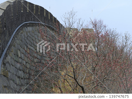 A blooming spring tree next to the Great Wall of China in the mountains in Mutianyu district, China A blooming spring tree next to the Great Wall of China in the mountains in Mutianyu district, China 139747675