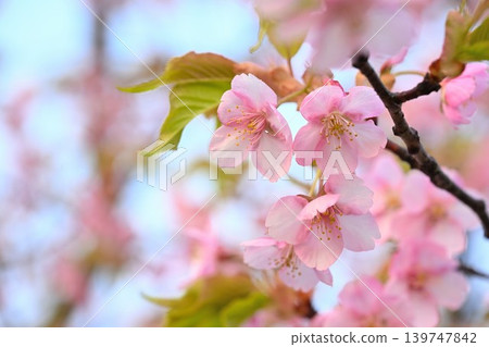 A close-up of Kawazu cherry blossoms at Niigata Prefectural Botanical Garden (Akiha Ward, Niigata City, Niigata Prefecture) 139747842