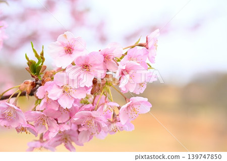 A close-up of Kawazu cherry blossoms at Niigata Prefectural Botanical Garden (Akiha Ward, Niigata City, Niigata Prefecture) 139747850