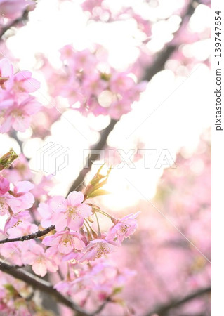 A close-up of Kawazu cherry blossoms at Niigata Prefectural Botanical Garden (Akiha Ward, Niigata City, Niigata Prefecture) 139747854