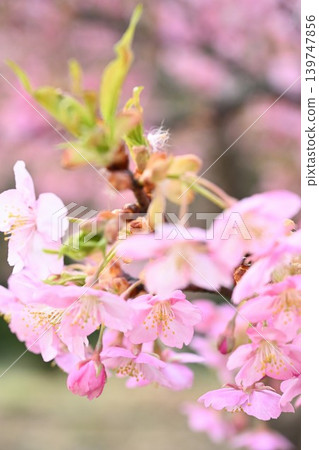 A close-up of Kawazu cherry blossoms at Niigata Prefectural Botanical Garden (Akiha Ward, Niigata City, Niigata Prefecture) 139747856