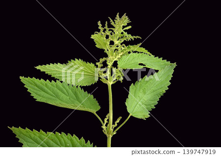 Stinging nettle is a perennial herbaceous plant. 139747919