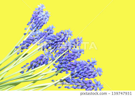 Purple flowers of muscari or mouse hyacinth. Purple flowers of muscari or mouse hyacinth. 139747931
